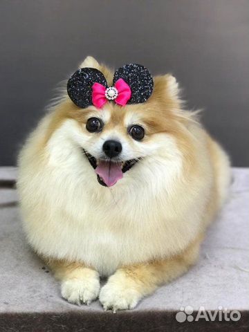 Стрижка собак и кошек