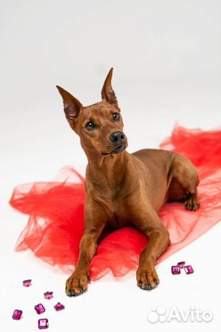 Фотограф анималист