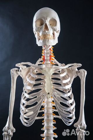 Анатомический скелет человека