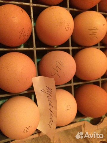 Инкубация яиц. Вывод цыплят. Цыплята бройлера купить на Зозу.ру - фотография № 2