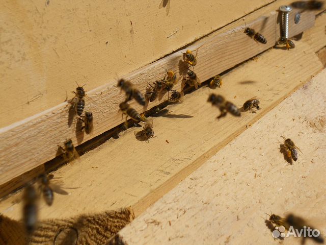 Пчёлы карпатские купить на Зозу.ру - фотография № 1