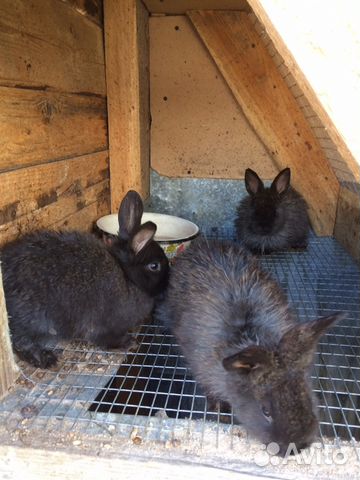 Купить Кроликов В Калужской Области Для Разведения