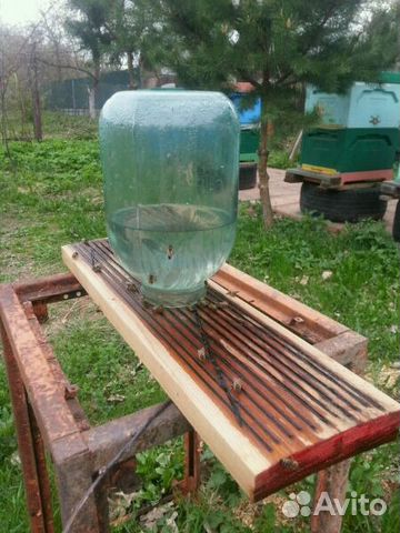 Продажа пчел купить на Зозу.ру - фотография № 3