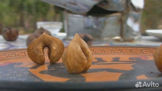 Орех Сердцевидный саженцы, зкс
