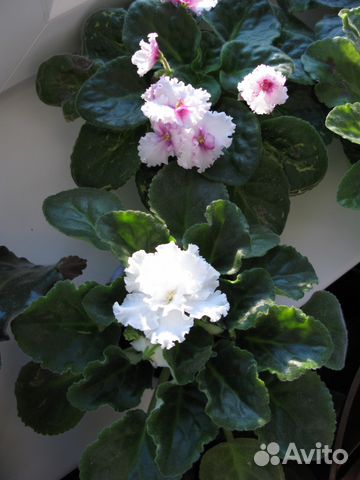 Фиалка Белая сортовая - Лист Фиалка Белая сортовая - Лист