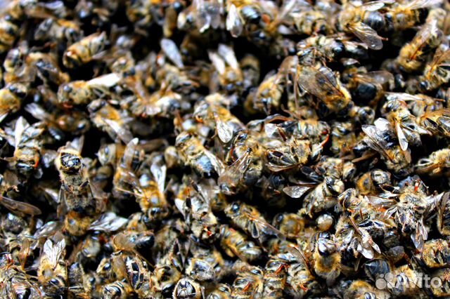 Подмор пчелиный