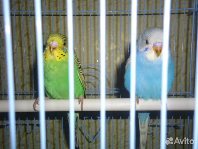 Продажа птенцов волнистых попугаев купить на Зозу.ру - фотография № 1