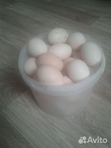 Яйца брамо для инкубатора купить на Зозу.ру - фотография № 3