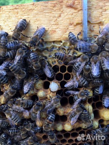 Пчёлы после зимовки