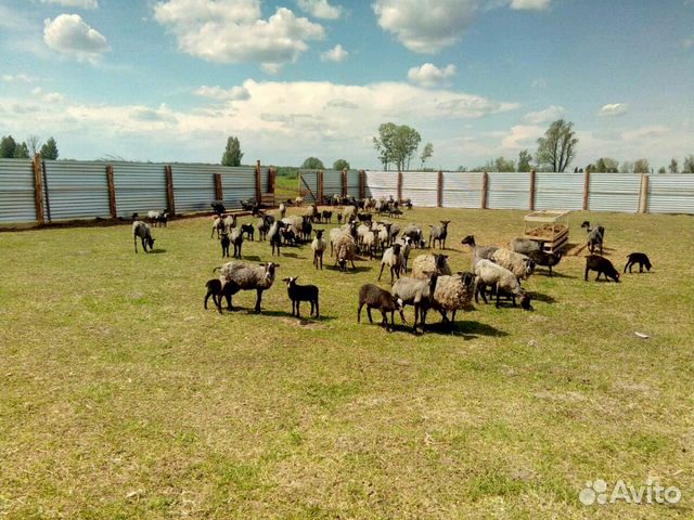 Овцы Романовской породы