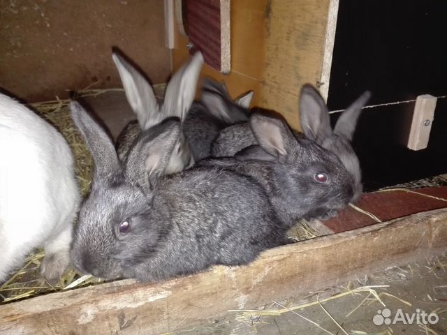 Кролики-Ризены и крольчата купить на Зозу.ру - фотография № 3