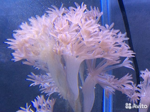 Мягкие кораллы, Кенийские деревца, клавулярии купить на Зозу.ру - фотография № 5