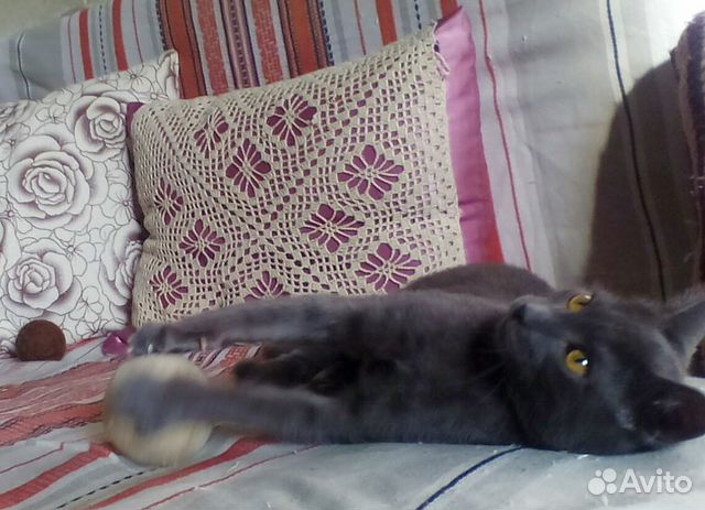 Кошка Буся Кошка Буся