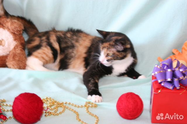 Кошка Молли в самые добрые руки Кошка Молли в самые добрые руки