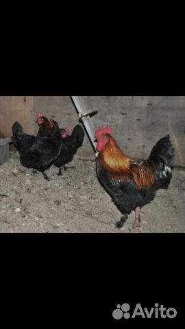 Инкубационное Яйцо, цыплята купить на Зозу.ру - фотография № 7