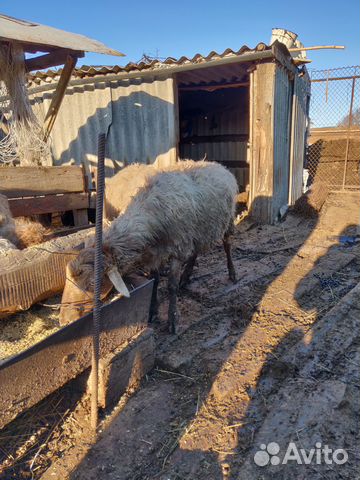 Овцы Курдючные породы с ягнятами купить на Зозу.ру - фотография № 9