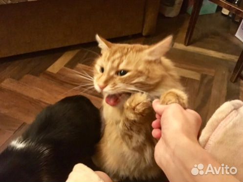 Жевательная игрушка из натуральной кошачьей мяты