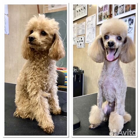 Стрижка собак и кошек