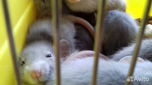 Крысята Дамбо редких окрасов Крысята Дамбо редких окрасов