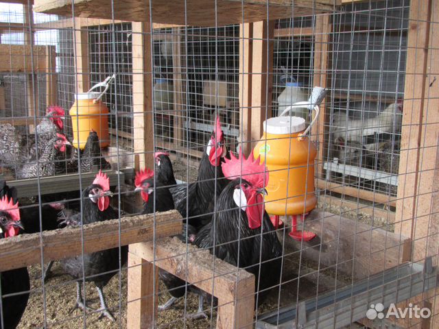 Инкубационные яйца, породистой птицы купить на Зозу.ру - фотография № 4