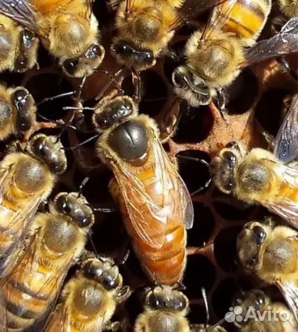 Пчелопакеты, Пчеломатки плодные Бакфаст F1 купить на Зозу.ру - фотография № 1