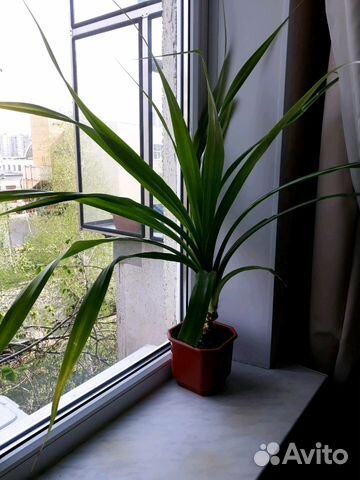 Пальма (Панданус)