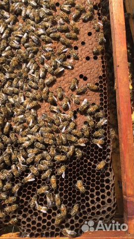Пчелосемьи, пчёлы купить на Зозу.ру - фотография № 2