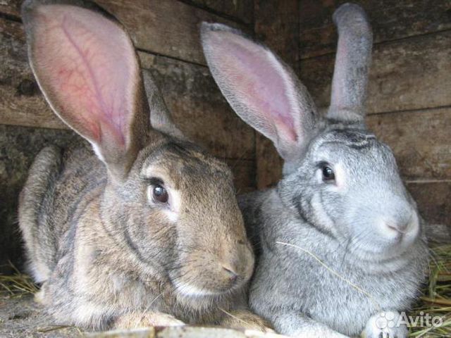 Продам кроликов живых и мясом купить на Зозу.ру - фотография № 1