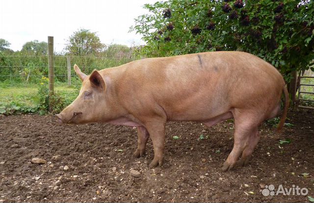 Сдам свинью. Лакомб порода свиней. Эстонская беконная свинья. Лакомб свинья. Поросята беконной породы вьетнамский.