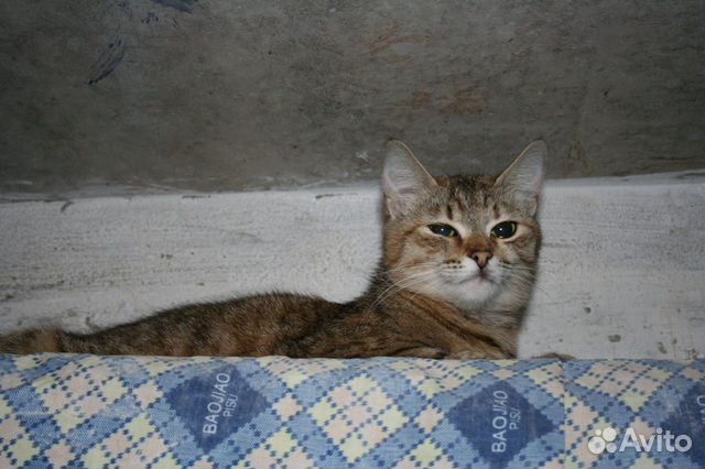 Молодая стерилизованная кошка Молодая стерилизованная кошка