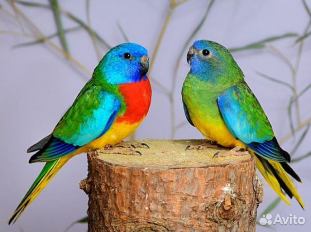 Глянцевые травяные попугаи