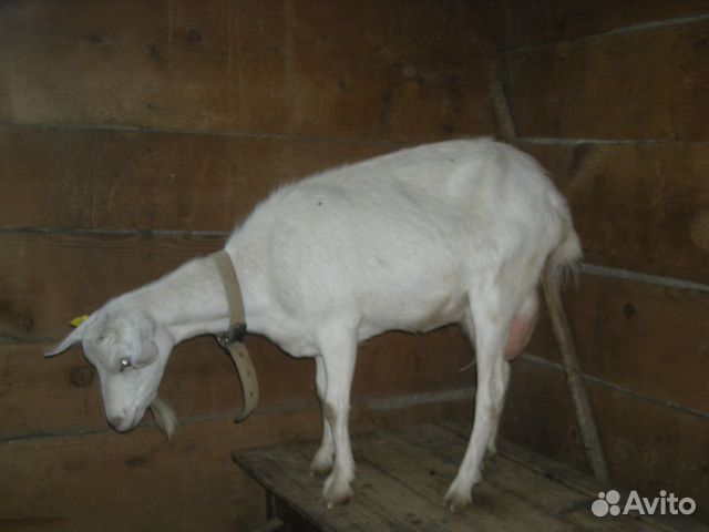 Зааненские козы купить на Зозу.ру - фотография № 3