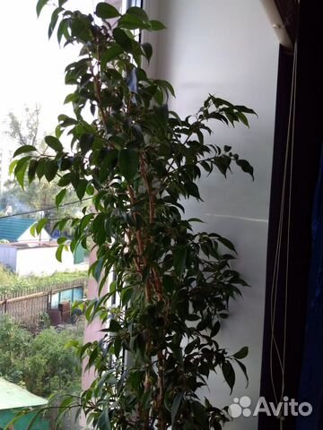 Бенджамина Бенджамина