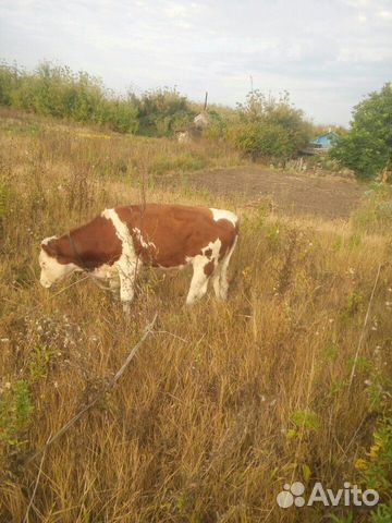Продам корову первотелка три теленка купить на Зозу.ру - фотография № 6