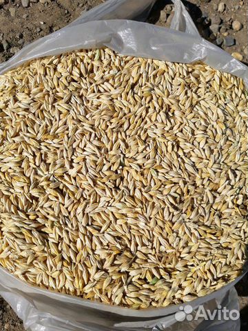 Продаётся кукуруза ячмень пшеница купить на Зозу.ру - фотография № 1