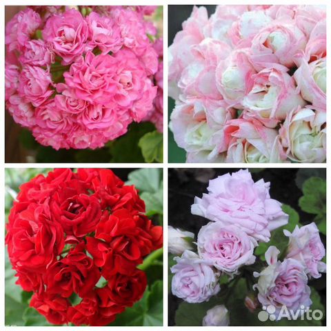 Продам крупно цветковые сортовые пеларгонии