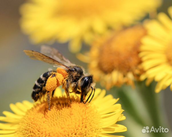 Пчелиная пыльца(обножка)