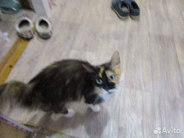 Трёхцветная кошка в ответственные руки купить на Зозу.ру - фотография № 5