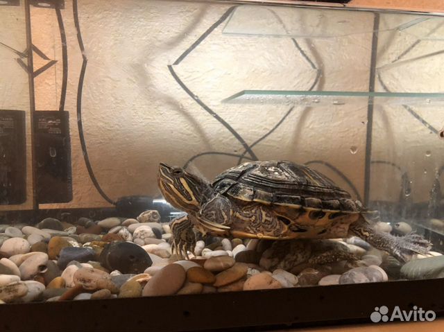 Черепаха + аквариум-черепашник купить на Зозу.ру - фотография № 1