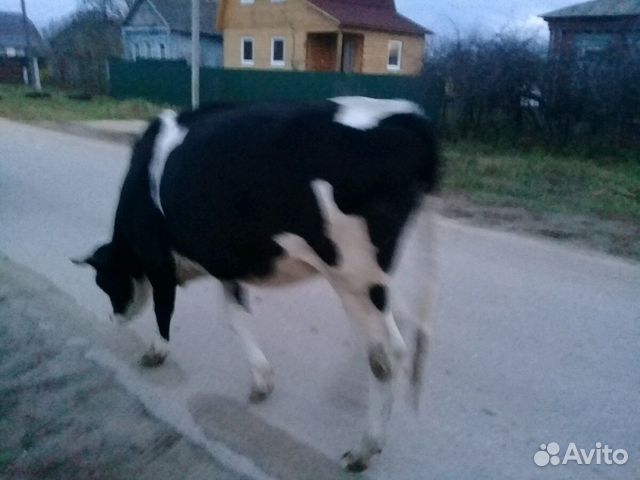 Корова (Стельная телочка) купить на Зозу.ру - фотография № 2