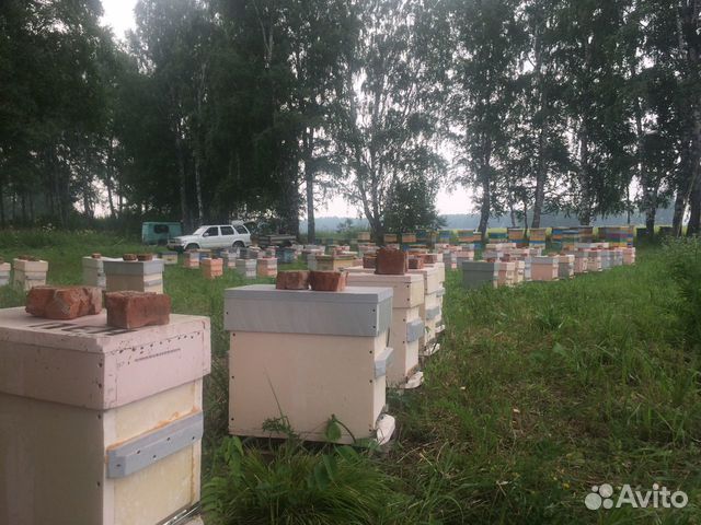 Пчеломатки Карника F1 купить на Зозу.ру - фотография № 1