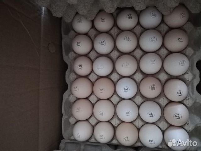 Инкубационное яйцо из Европы бойлеровкобб Росс купить на Зозу.ру - фотография № 2