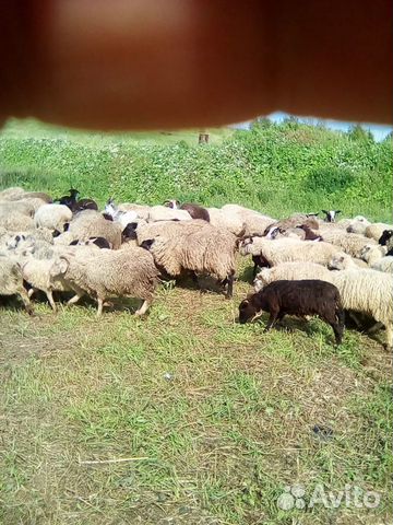 Бараны, овечки купить на Зозу.ру - фотография № 1
