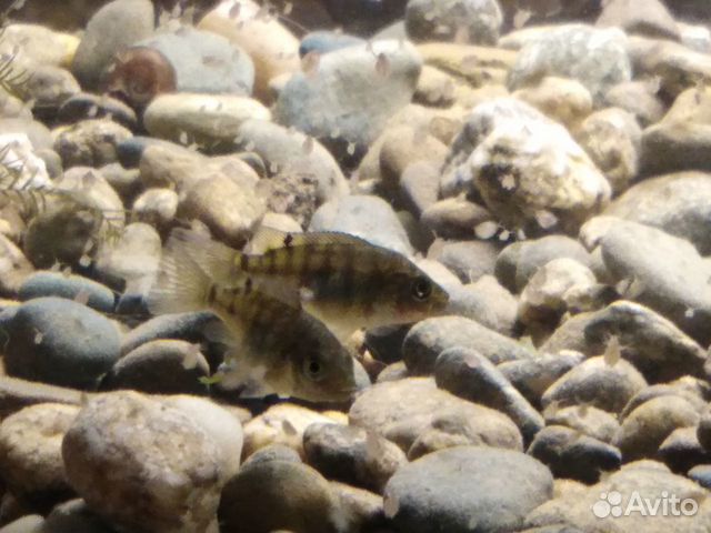 Тиляпия Нильская (Oreochromis niloticus) купить на Зозу.ру - фотография № 2