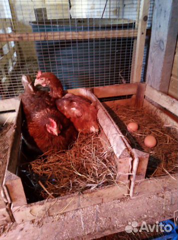 Инкубационное куриное яйцо купить на Зозу.ру - фотография № 7