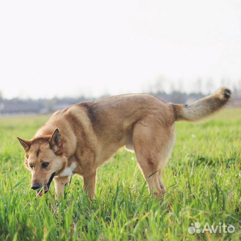 Крупный пёс в добрые руки купить на Зозу.ру - фотография № 1