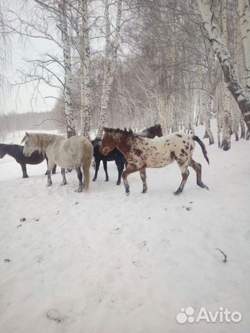 Продаю лошадей купить на Зозу.ру - фотография № 6