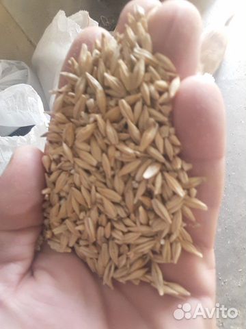 Ячмень и Пшеница- 4 тонны купить на Зозу.ру - фотография № 1