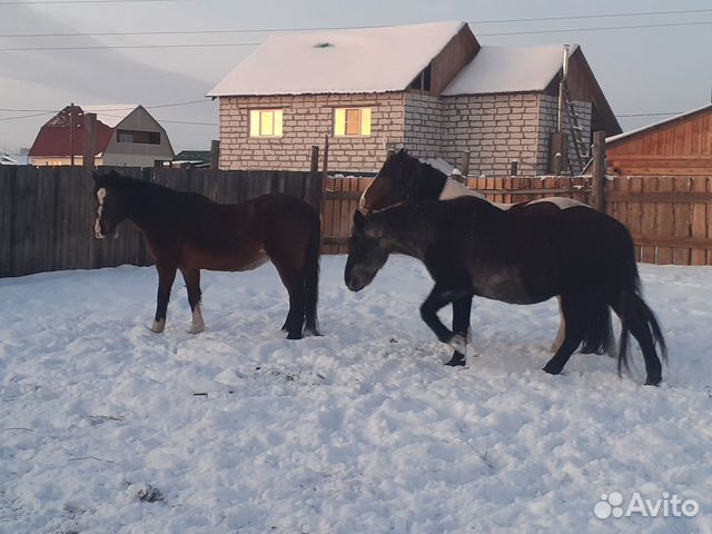 Продам 2-х коней обученые купить на Зозу.ру - фотография № 2