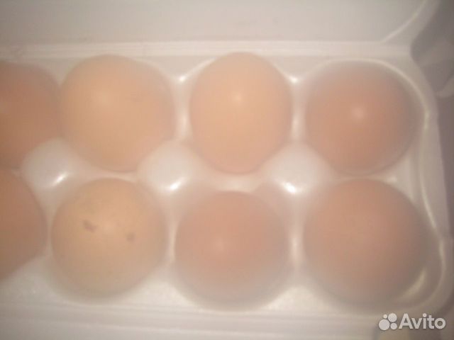 Яйца куриные домашние продаю купить на Зозу.ру - фотография № 6